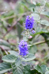 ルリトラノオ　Speedwell