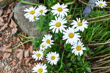 ハマギク　Nippon daisy