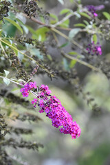 フサフジウツギ　Summer Lilac