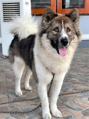 Happy Fluffy Dog Standing and Smiling with Tongue Out