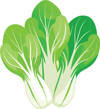 green bok choy vegetable isolated clip art preview