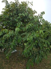 Durian tree full of leaves
