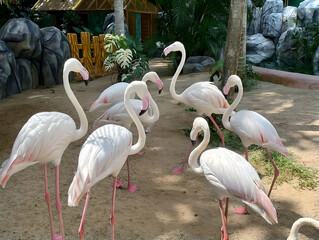 Group of pink flamingos standing together in a natural habitat