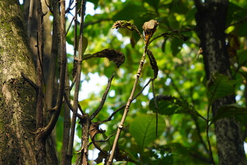 Intricate Forest Detail Dappled Sunlight Illuminates Textured Tree Bark Branches and Contrasting Green and Dry Leaves.