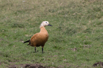 A Ruddy Shelduck (Tadorna ferruginea) standing on green grass at Bhigwan, Maharashtra, India, displaying its distinctive orange-brown plumage.