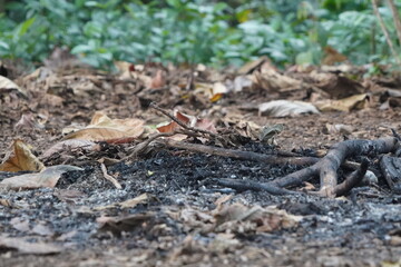 Charred Remains CloseUp of Burned Leaves and Branches on Forest Floor.