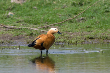 A Ruddy Shelduck (Tadorna ferruginea) wading in shallow water at Bhigwan, Maharashtra, India, reflecting its bright orange-brown plumage on the surface.