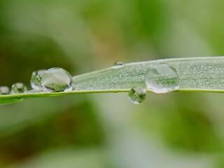 aesthetic dew drops on the surface of grass leaves in the morning