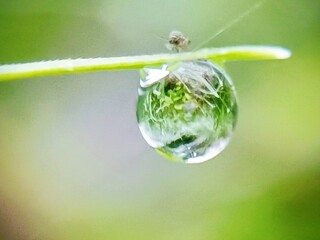 aesthetic dew drops on the surface of grass leaves in the morning