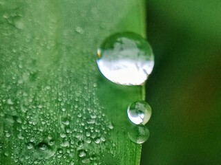 aesthetic dew drops on the surface of grass leaves in the morning