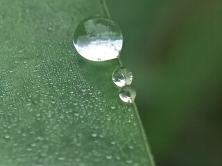 aesthetic dew drops on the surface of grass leaves in the morning