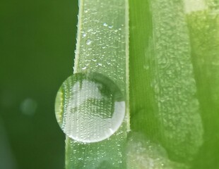 aesthetic dew drops on the surface of grass leaves in the morning