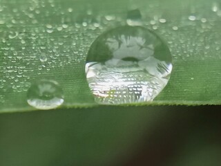 aesthetic dew drops on the surface of grass leaves in the morning