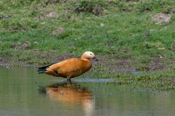 A Ruddy Shelduck (Tadorna ferruginea) wading in shallow water at Bhigwan, Maharashtra, India,...