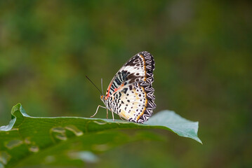 Leopard Lacewing butterfly tropical shot, Leopard Lacewing butterfly bright colors, Leopard Lacewing butterfly macro nature