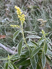 Frozen herbs in the garden