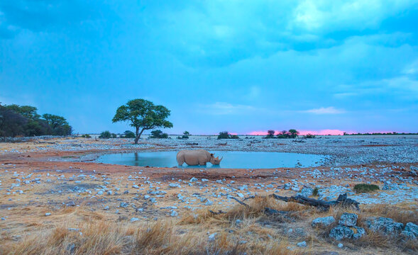 A rhino is drinking water in a small lake - Giraffe family walking in the Etosha park - Etosha National Park, Namibia, Africa
