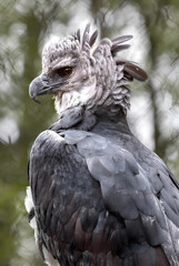 Majestic Harpy Eagle with Regal Crest