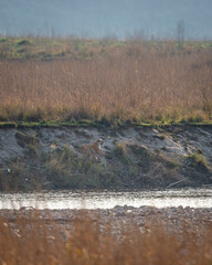 wild female bengal tiger or panthera tigris sitting on shore of ramganga river tributary water stream evening safar sunset light at dhikala jim corbett national park forest reserve uttarakhand india
