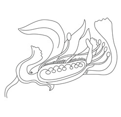 Science of hand draw vector morphology of flower outline.