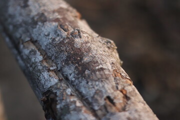 Weathered Tree Bark Texture – Natural Cracks and Organic Detai