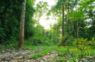 Beautiful sunlight illuminates the green forest path, showcasing the natural summer landscape with lush foliage and tall trees
