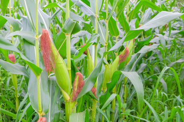 Fresh organic corn growing in a sunny field ready for harvest.