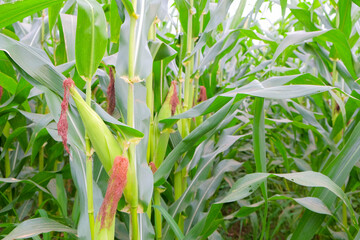 Fresh organic corn growing in a sunny field ready for harvest.