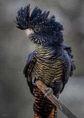 Exquisite Red-tailed Black Cockatoo with Spotted Crest