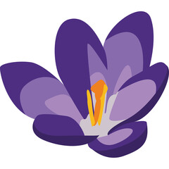 A Purple Crous Flower With Green Stamens And A Transparent Background