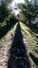 Obraz premium with apple trees heavy with fruit casting long shadows in evening light