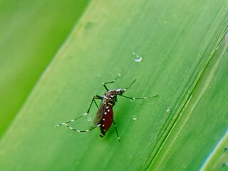 aedes aegypti mosquito