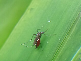 aedes aegypti mosquito
