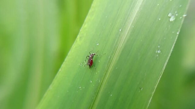 aedes aegypti mosquito