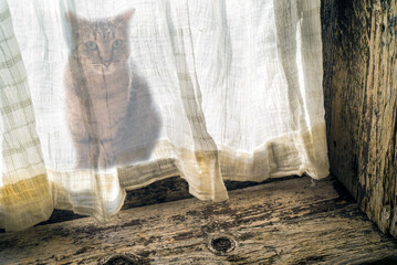 Curious Cat Peeking Through Sheer Curtain on Rustic Wooden Floor at Home