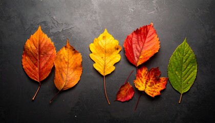 Autumn Leaves - A Colorful Display of Natures Beauty.
