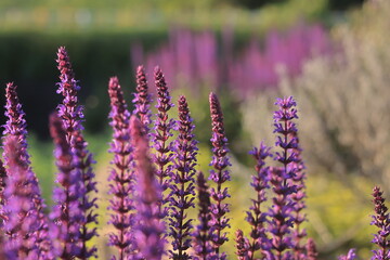 咲き誇る赤紫色のラベンダーにクローズアップ