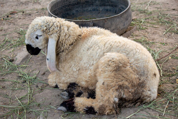 sick sheep lying down on the dusty ground outdoor farm setting, symbolizing animal illness.