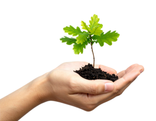 Oak Sapling Growth Concept in Human Palm Isolated on Transparent Background PNG