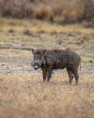 wild male Indian boar or Andamanese pig or Moupin pig or Sus scrofa cristatus in natural scenic green open field grassland area at bandhavgarh national park forest tiger reserve rajasthan india asia