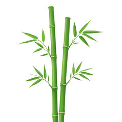Naklejka premium Two green bamboo stalks with leaves isolated on transparent background