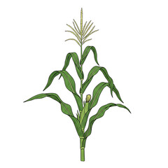 Obraz premium Corn stalk with a developing ear of corn and tassel isolated on transparent background