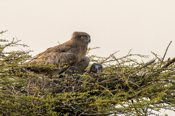 A Short-toed Snake Eagle (Circaetus gallicus) with its chick resting in a nest at Bhigwan, Maharashtra, India, showing close-up details of the raptors in their natural habitat.