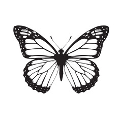 butterfly on white background