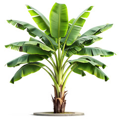 green banana plant