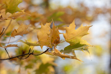Soft yellow maple leaves on branch during bright autumn day.