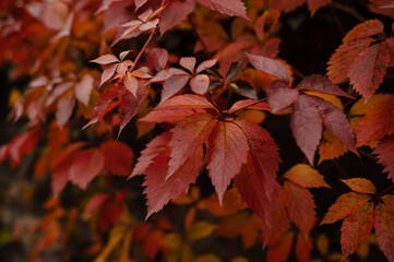 Vibrant Red Autumn Leaves Close-Up