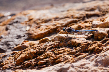 Blue Dasher Dragonfly on Sun-Drenched Rock