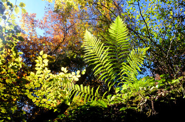 Ferns in an autumnal beech forest