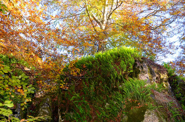 Polypodium cambricum ferns in an autumnal beech forest